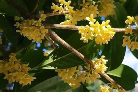 桂花树风水